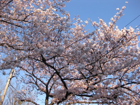 桜が咲いた～♪_f0155118_9393685.jpg