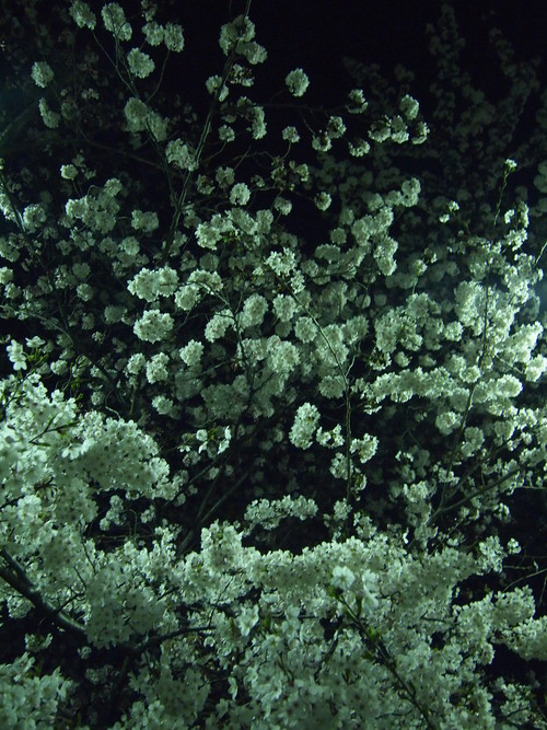 c0172620_1345476.jpg