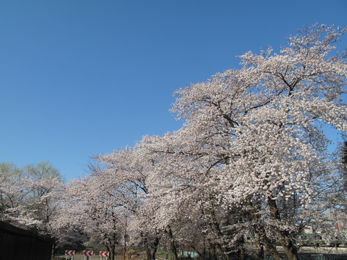 大宮公園　桜風景 (２)_d0150720_14114373.jpg