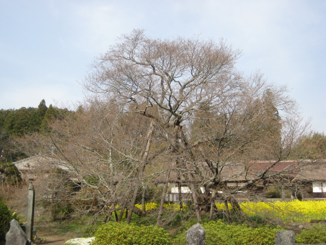 ４月１０日　狩宿下馬桜開花情報　　　　　　　　　　　　　　　　 　　　　　　南側一番枝に３輪開花！！_b0093221_1114294.jpg