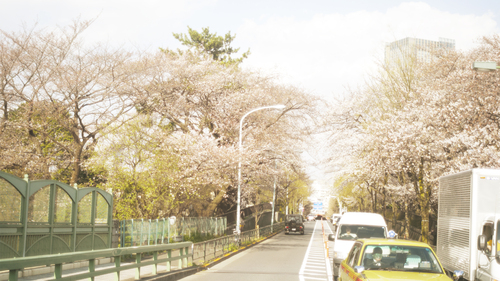 Sakura saku Tokyo_b0212922_12523776.jpg