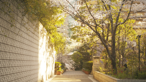 Sakura saku Tokyo_b0212922_12532460.jpg