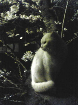 お花見 ♬_a0152724_1445112.jpg