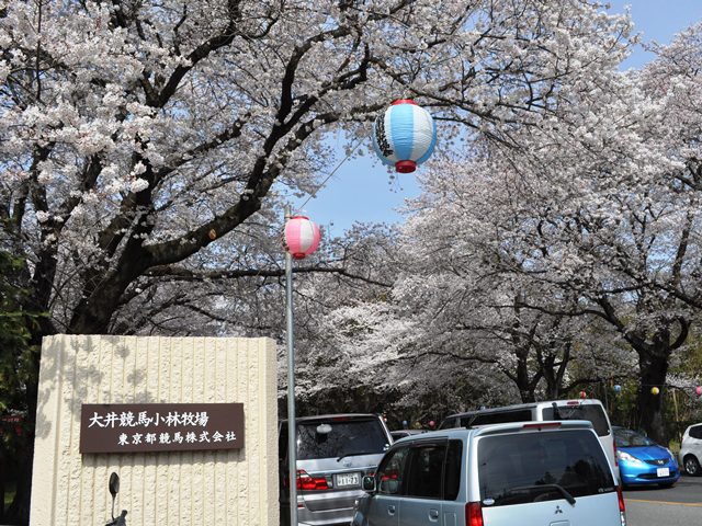 桜の名所　小林牧場_c0039924_20235573.jpg