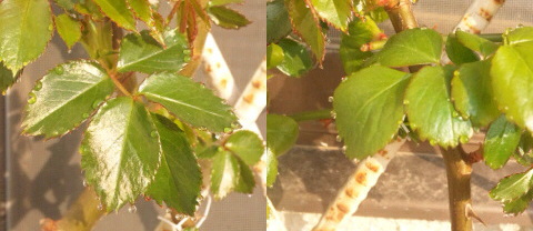 e0263224_854672.jpg