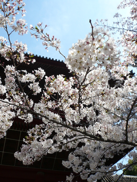 増上寺の桜もファイナル_e0237625_2226420.jpg
