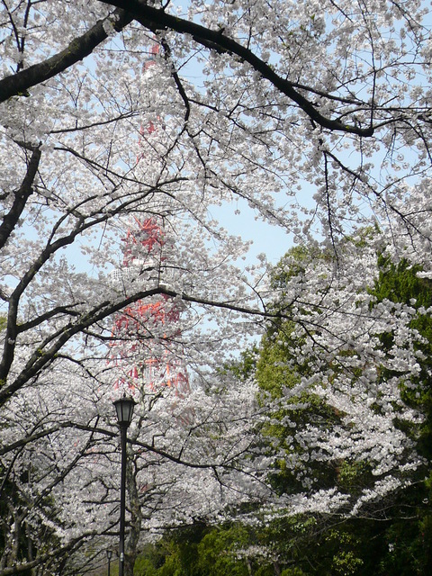 増上寺の桜もファイナル_e0237625_222836100.jpg