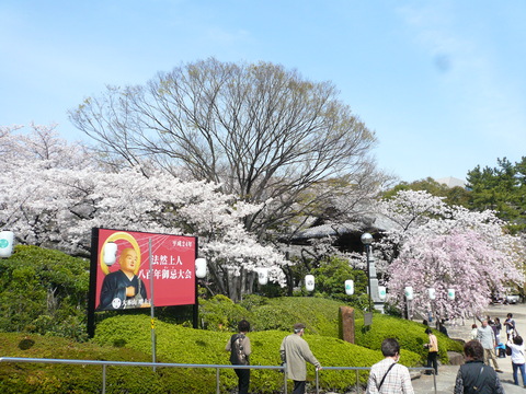 増上寺の桜もファイナル_e0237625_22301495.jpg