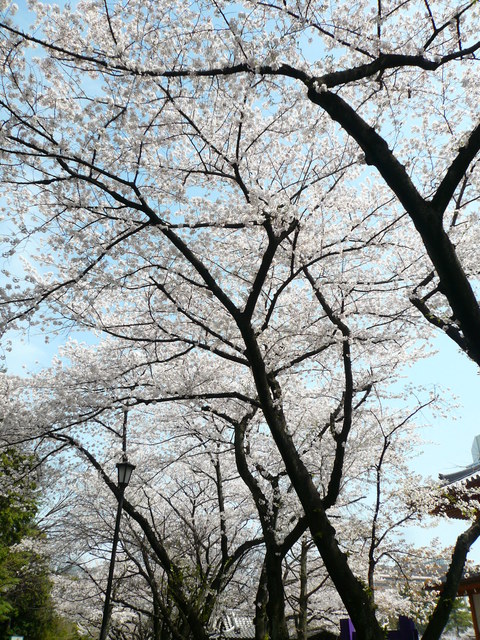 増上寺の桜もファイナル_e0237625_2231689.jpg
