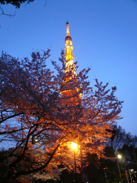 増上寺の桜もファイナル_e0237625_22411384.jpg