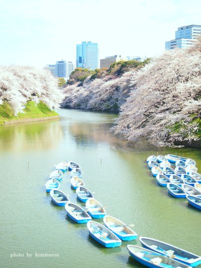 【千鳥が淵の桜】 東京都千代田区_e0242525_2012146.jpg