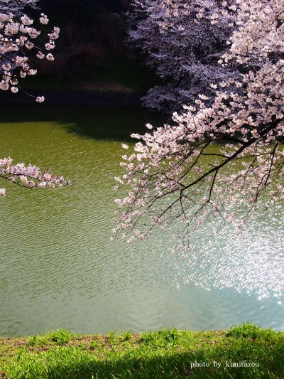 【千鳥が淵の桜】 東京都千代田区_e0242525_20183851.jpg