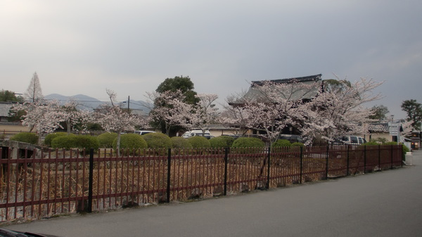 お家でお花見part1_a0197730_0255728.jpg