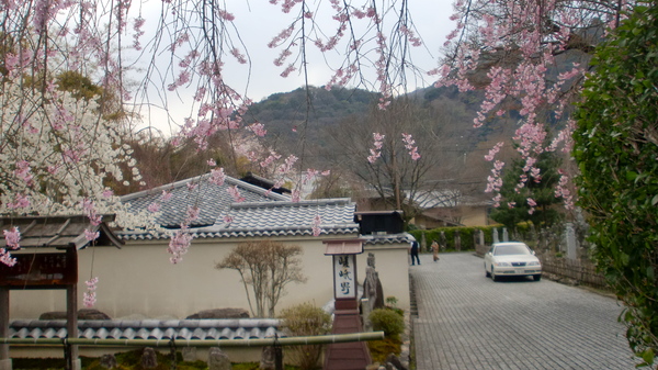 お家でお花見part1_a0197730_0334875.jpg