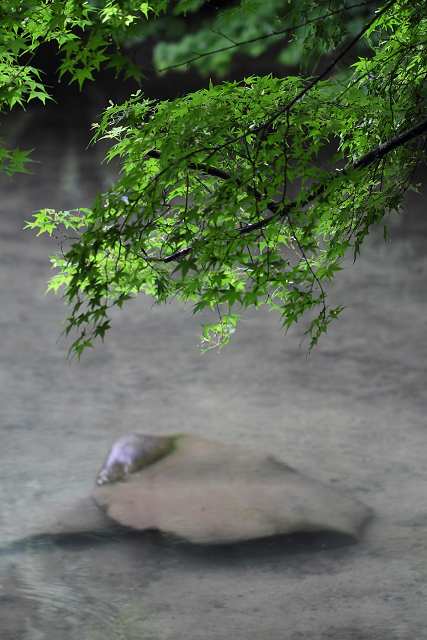 新緑の蓮華寺（前編）_b0169330_754757.jpg