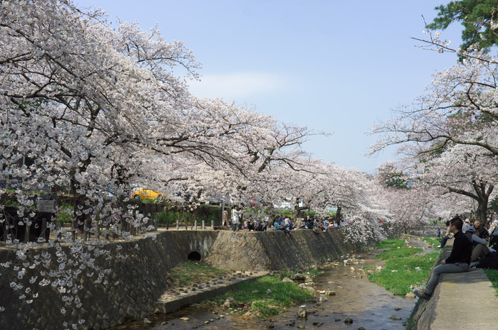 2012春、桜！_b0160331_16453926.jpg