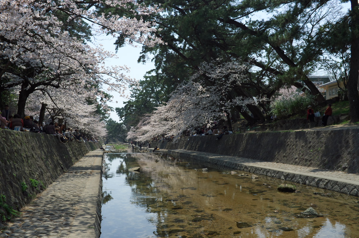 2012春、桜！_b0160331_16462059.jpg