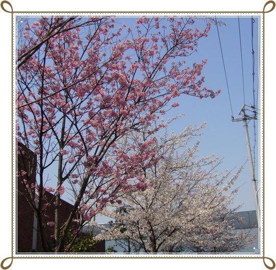 桜満開_f0144631_22321479.jpg