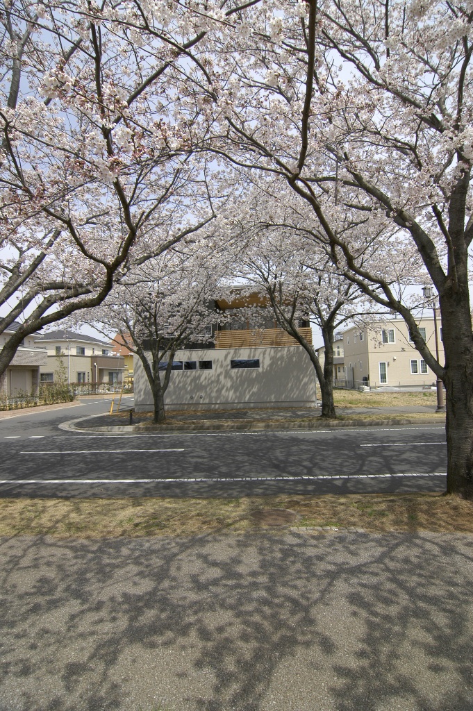 満開の桜の中の「桜を愛でる家」_f0170331_17212567.jpg