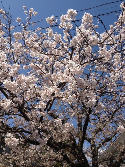 桜が少しずつ散っていく。。。。(T_T)_b0028732_6432123.jpg