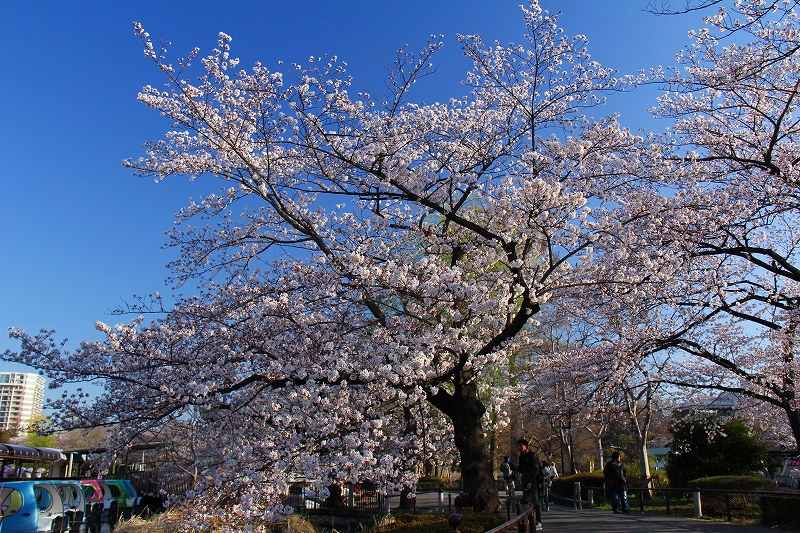 都内桜巡り（上野２）_f0229832_1753813.jpg