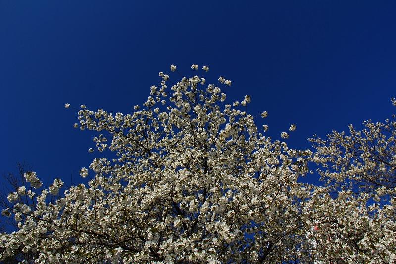 都内桜巡り（上野２）_f0229832_1795850.jpg