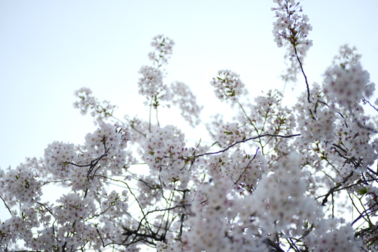 今年の桜２_d0225133_1422215.jpg