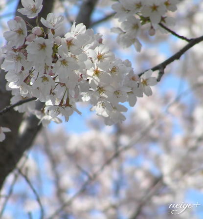 久々の木工♪＆お花見_f0023333_9201078.jpg