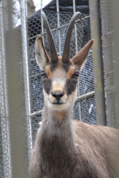 新・シャモア放飼場_b0245634_1237957.jpg