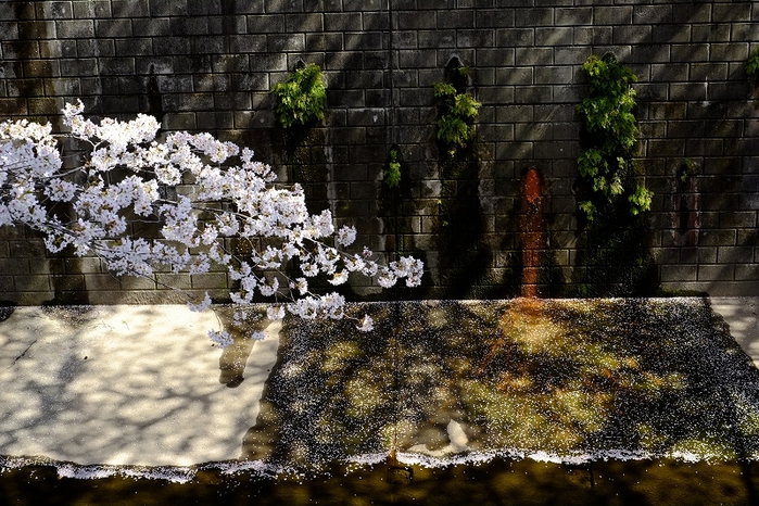 そろそろフィナーレ板橋桜_f0050534_170714.jpg