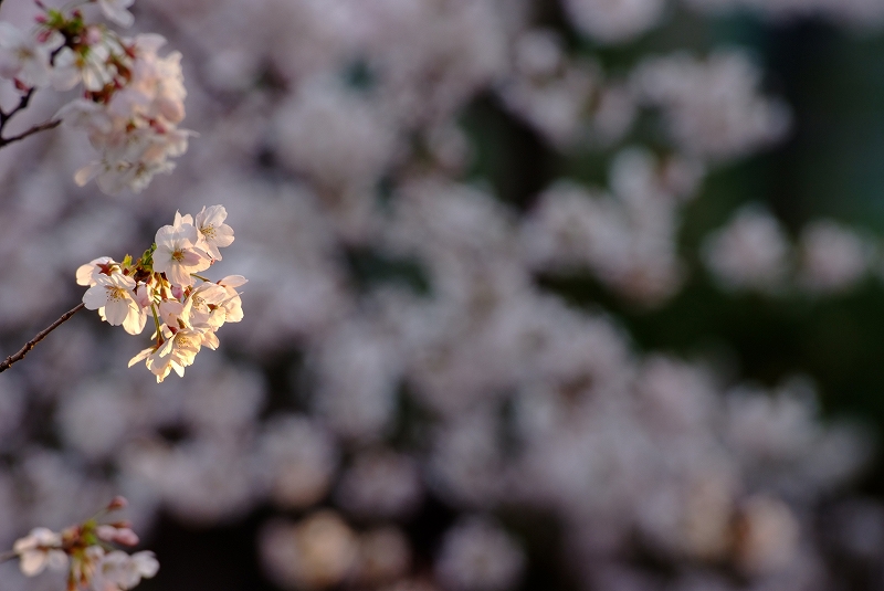 板橋　朝桜_f0050534_17201661.jpg