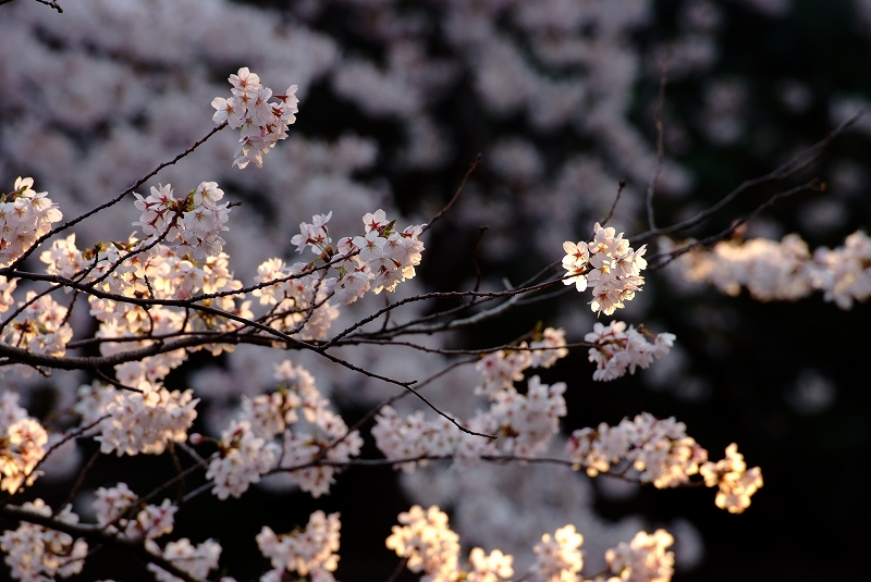 板橋　朝桜_f0050534_17202655.jpg