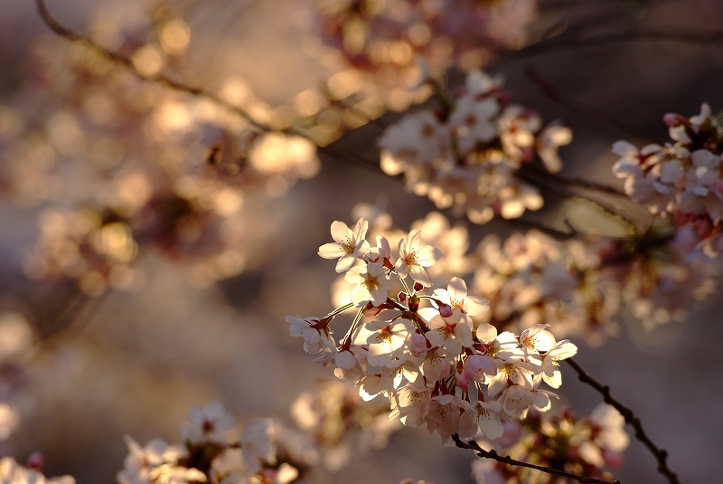 板橋　朝桜_f0050534_17203743.jpg