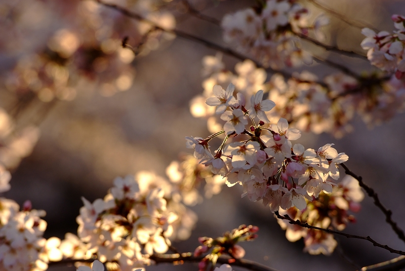 板橋　朝桜_f0050534_17205989.jpg
