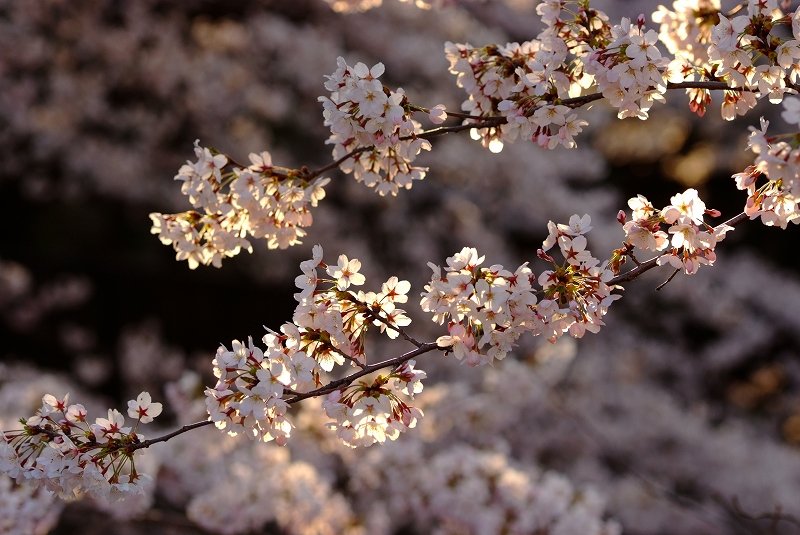 板橋　朝桜_f0050534_17211071.jpg