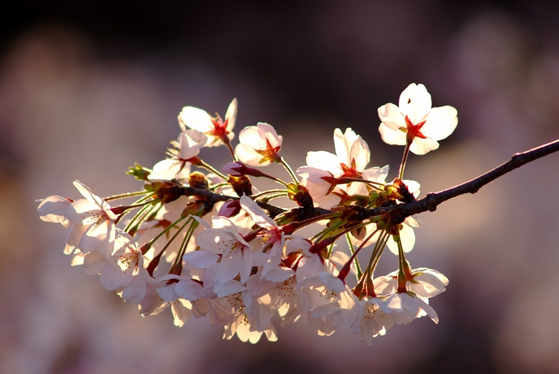 板橋　朝桜_f0050534_17211946.jpg
