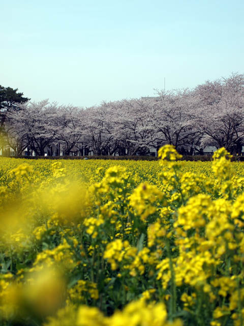 農林研究団地の桜_f0103534_20105847.jpg