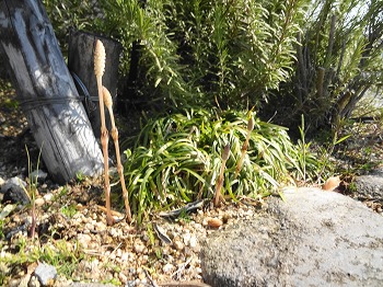 c0047339_21123056.jpg
