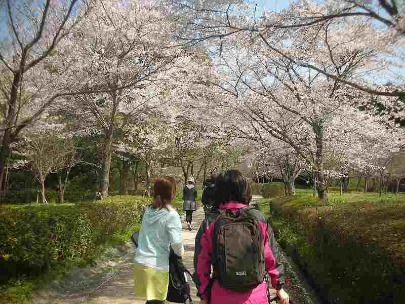 桜ウォークイベント終了報告！写真集！！_e0250940_22242427.jpg