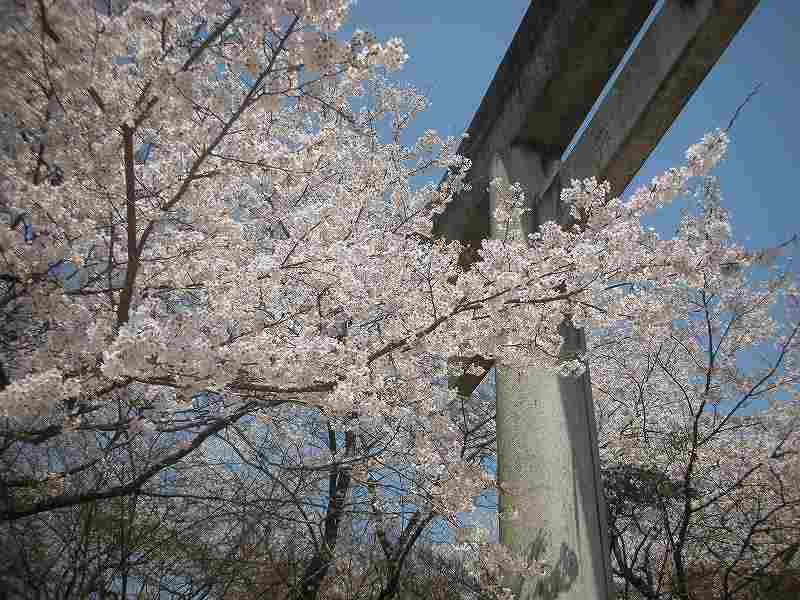 桜ウォークイベント終了報告！写真集！！_e0250940_2233127.jpg