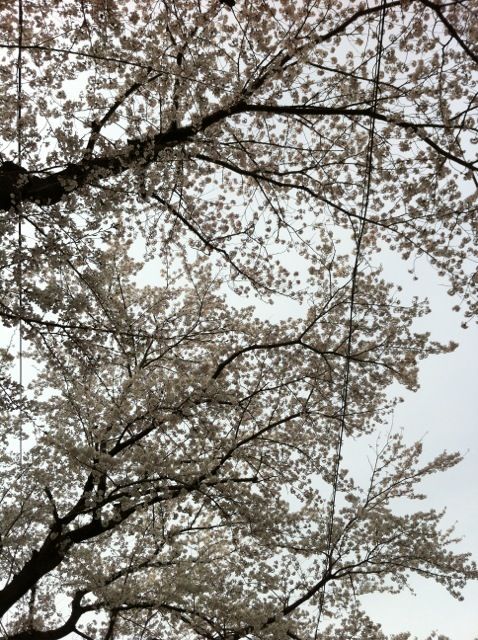 桜_b0176241_162698.jpg