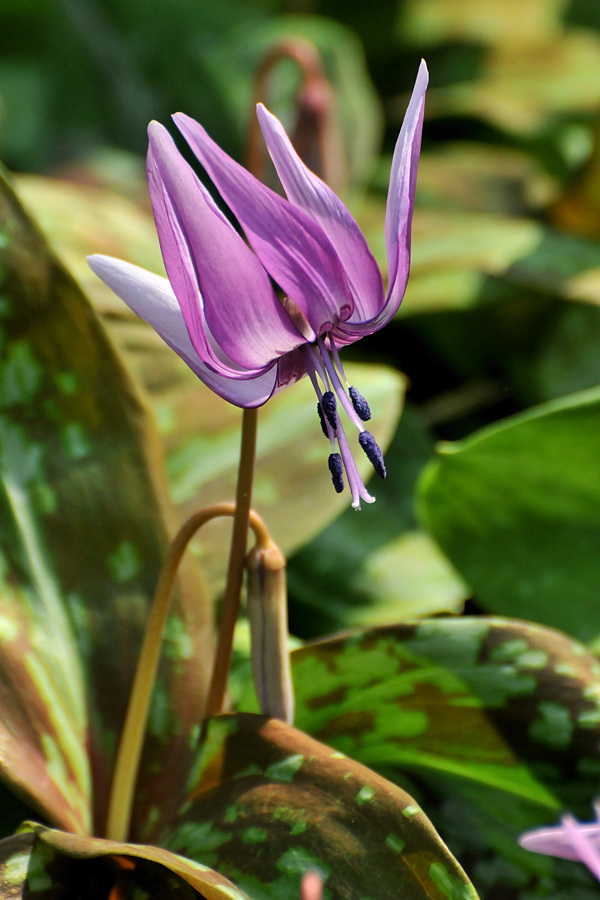 春の妖精カタクリの花_d0148541_19111769.jpg