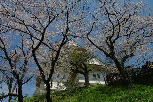 小田原城の桜_b0112443_22472990.jpg