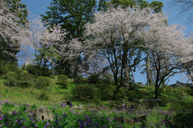 小田原城の桜_b0112443_22473185.jpg