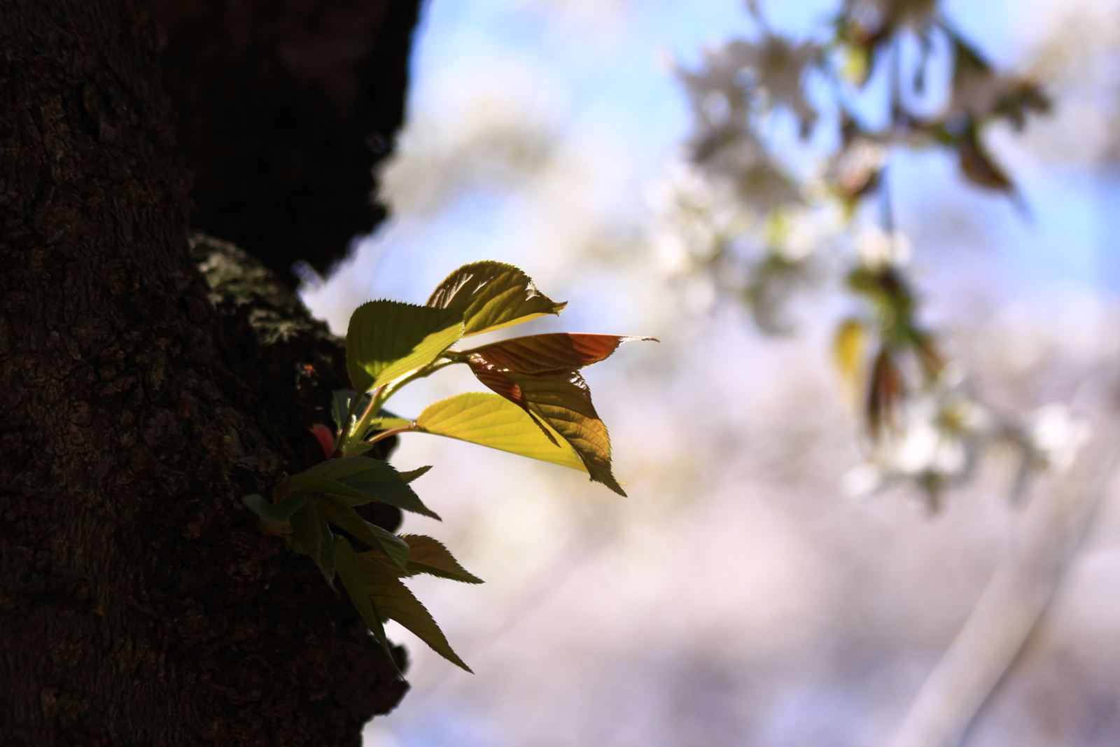 SAKURA - 石神井川1000本桜(その2)_a0148747_6192046.jpg