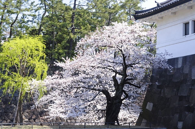 東京花散歩 皇居 東御苑の桜 Happy Photo Life 東京花散歩 皇居 東御苑の桜 Happy Photo Life