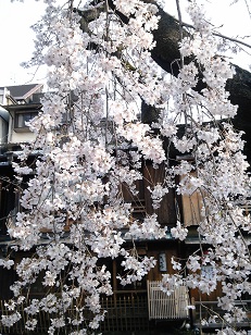 京おどりと桜三昧❀_e0145549_8522722.jpg