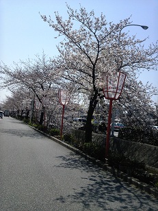 京おどりと桜三昧❀_e0145549_8524984.jpg