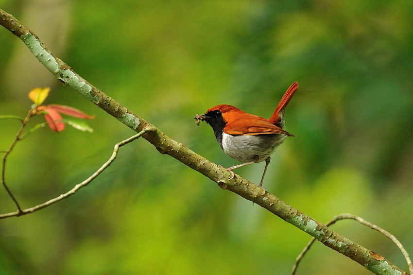 アカヒゲ（Riukiu Robin）～2012.04_b0148352_1229254.jpg