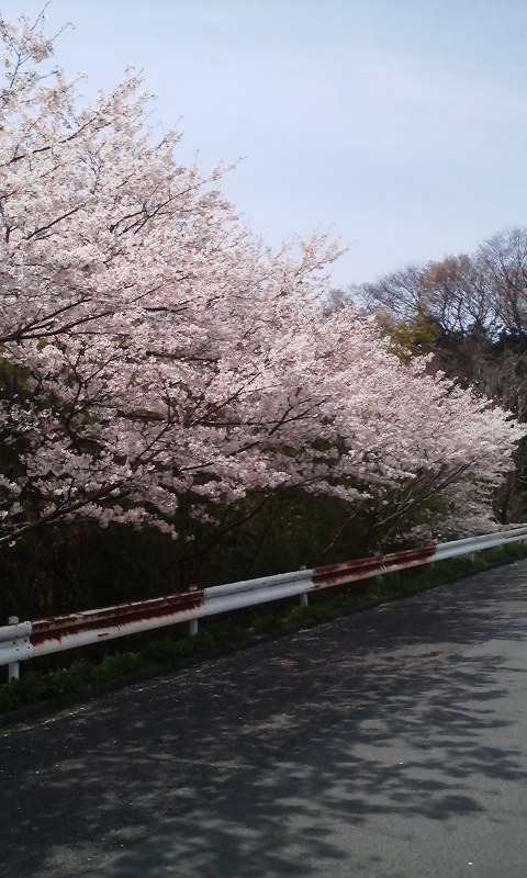 お花見_f0045052_10583242.jpg